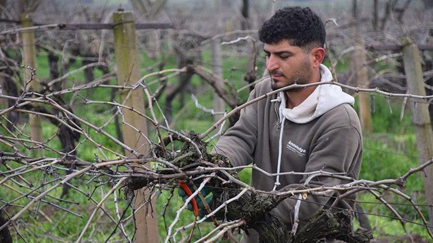 Manisa'da bağlar yeni sezona hazırlanıyor: Yeni sezonun kaderi bu dallarda! Erkekler kesiyor, kadınlar bağlıyor