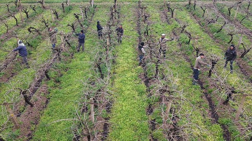 Manisa'da bağlar yeni sezona hazırlanıyor: Yeni sezonun kaderi bu dallarda! Erkekler kesiyor, kadınlar bağlıyor