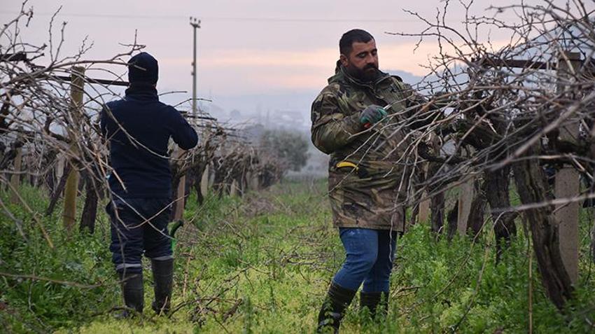 Manisa'da bağlar yeni sezona hazırlanıyor: Yeni sezonun kaderi bu dallarda! Erkekler kesiyor, kadınlar bağlıyor