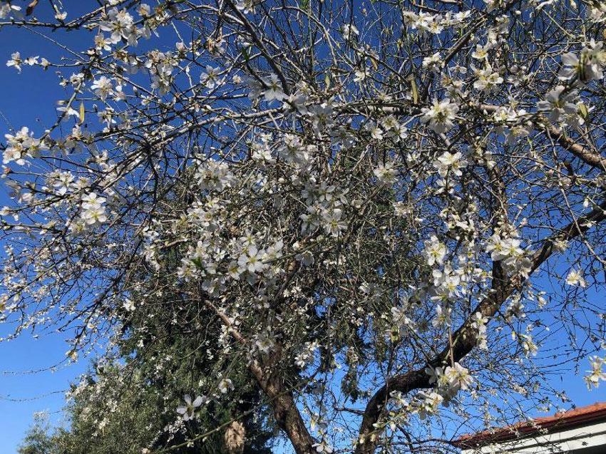 Muğla Datça'da ‘Badem Çiçeği Festivali’ renkli görüntülerle devam ediyor