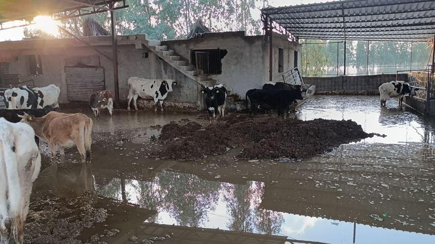 Adana'da afetin gerçek boyutu havadan görüntülendi! Anavarza Antik Kenti çevresi sel suları altında kaldı