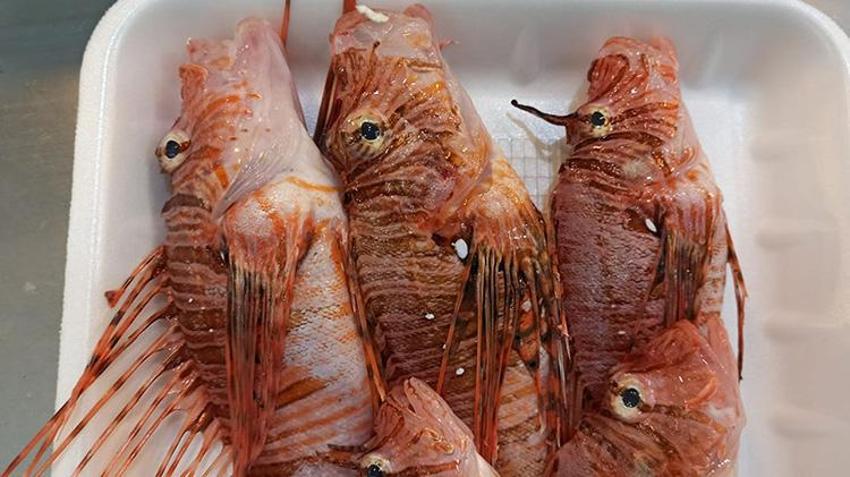 Tezgahta satışı yasak! Süveyş Kanalı'nın açılmasıyla Akdeniz'e gelen balığın özel müşterisi var