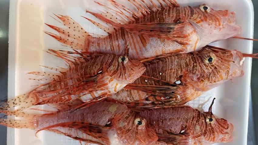 Tezgahta satışı yasak! Süveyş Kanalı'nın açılmasıyla Akdeniz'e gelen balığın özel müşterisi var