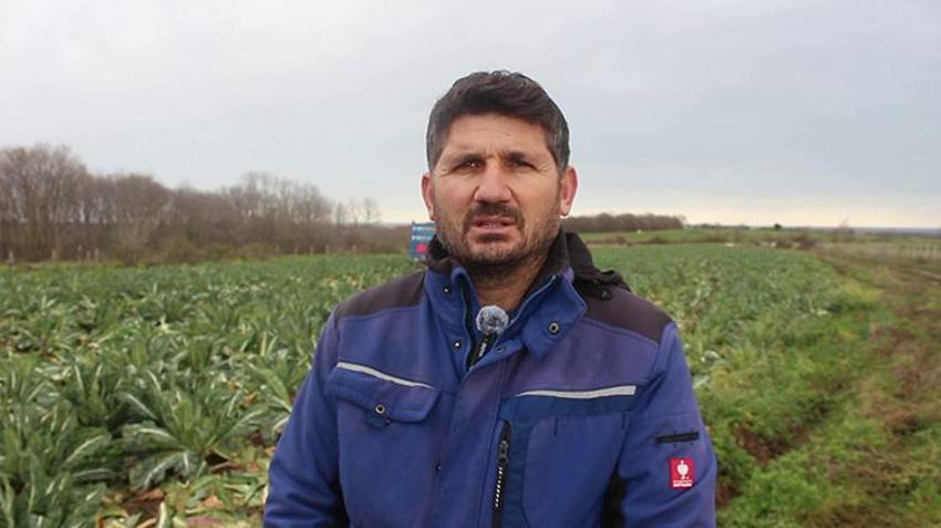 Bafra Ovası'ndan dev hasat başladı! 20 bin dönümden 80 bin ton rekolte bekleniyor