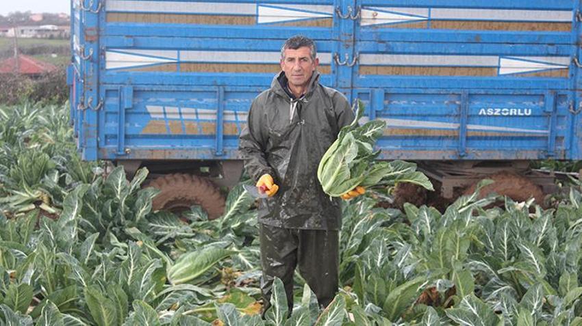Bafra Ovası'ndan dev hasat başladı! 20 bin dönümden 80 bin ton rekolte bekleniyor
