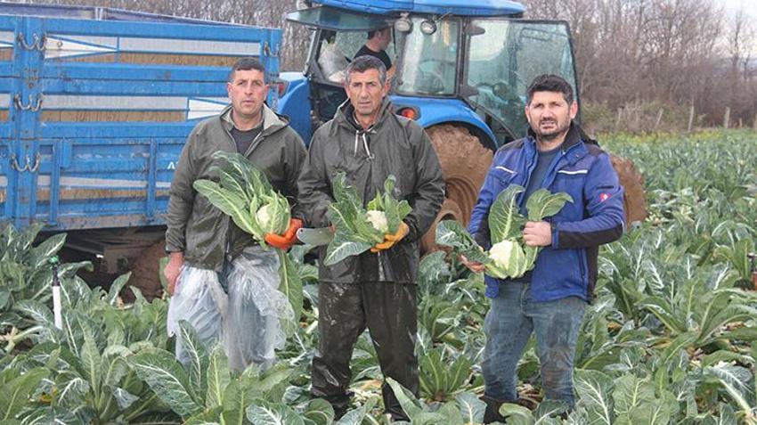 Bafra Ovası'ndan dev hasat başladı! 20 bin dönümden 80 bin ton rekolte bekleniyor