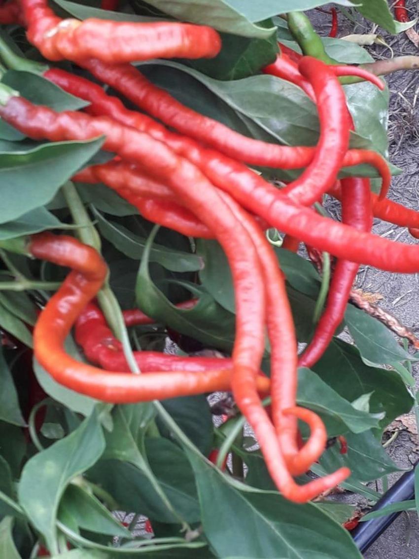 Sadece Samsun'da yetişiyor! Evde yapıp tüm Türkiye’ye satıyorlar: Sipariş yağıyor