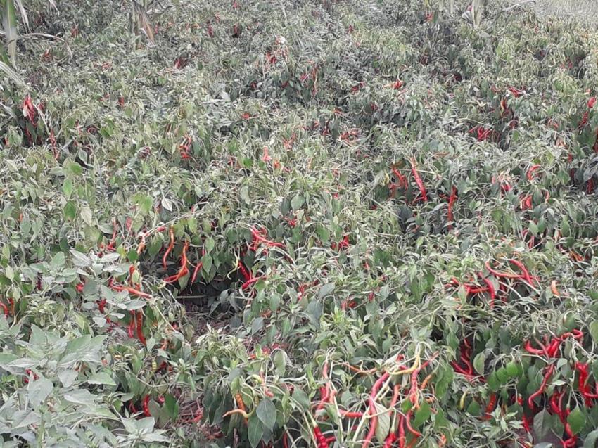 Sadece Samsun'da yetişiyor! Evde yapıp tüm Türkiye’ye satıyorlar: Sipariş yağıyor