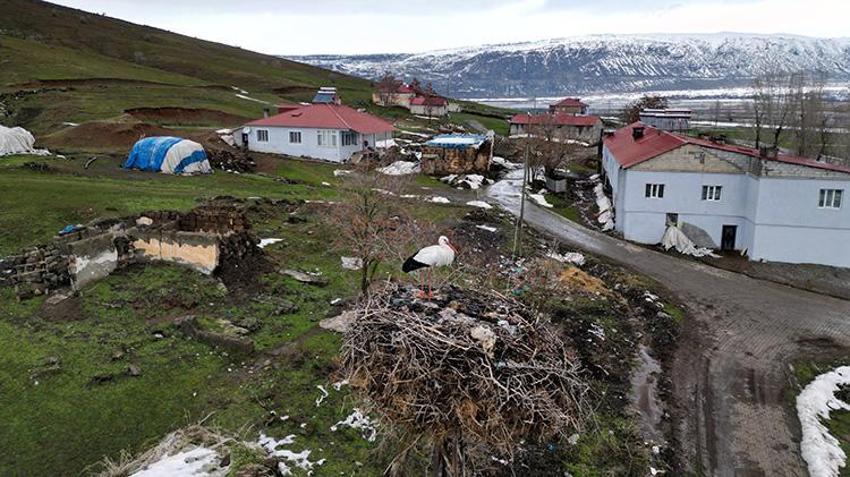 Kar kalınlığı artıyor, o gitmiyor: Güroymak'ın sembolü leylek 3 yıldır köyde kışlıyor!