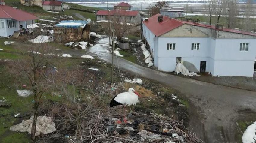Kar kalınlığı artıyor, o gitmiyor: Güroymak'ın sembolü leylek 3 yıldır köyde kışlıyor!