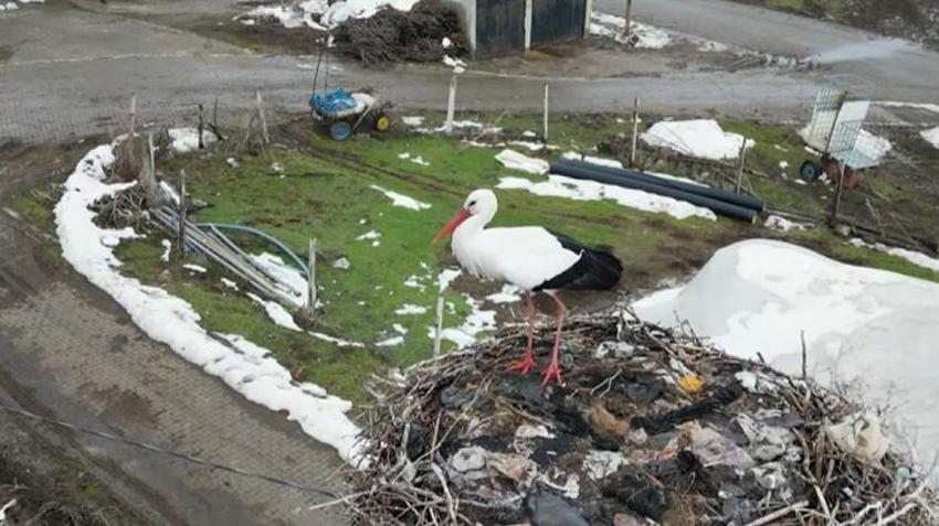 Kar kalınlığı artıyor, o gitmiyor: Güroymak'ın sembolü leylek 3 yıldır köyde kışlıyor!