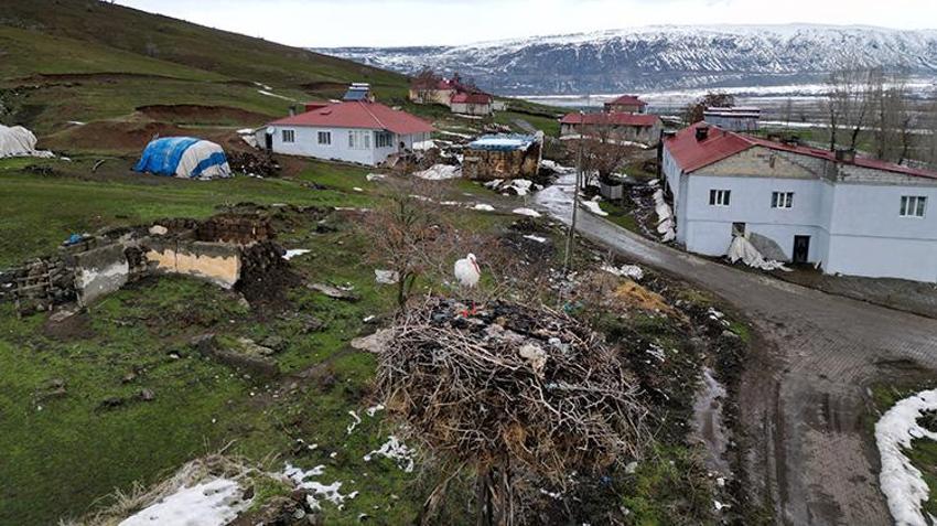 Kar kalınlığı artıyor, o gitmiyor: Güroymak'ın sembolü leylek 3 yıldır köyde kışlıyor!