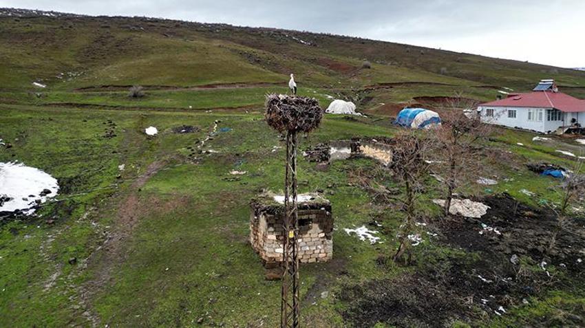 Kar kalınlığı artıyor, o gitmiyor: Güroymak'ın sembolü leylek 3 yıldır köyde kışlıyor!