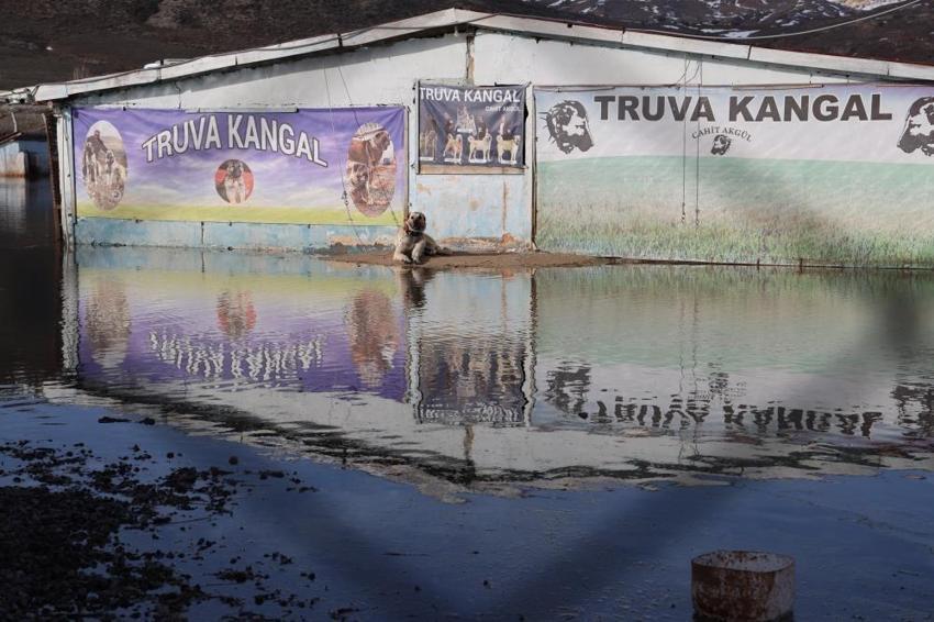 Kar yağmasaydı Sivas'ta görülmeyecekti: Köyde ilk kez ortaya çıktı