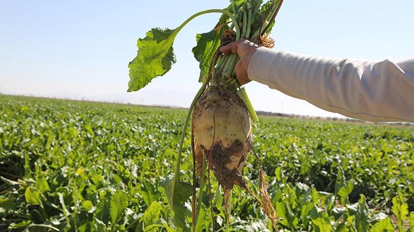 Konya Şeker'den üreticiye 12,7 milyar TL'lik dev destek! Yarın başlıyor