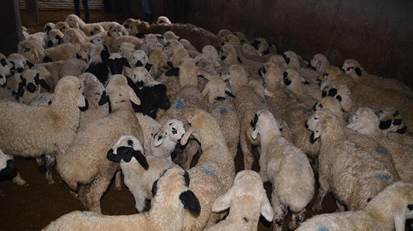 Muşlu besicilerin ahırlarında kuzu ve oğlak heyecanı! 600 bin yeni misafir için mesai başladı