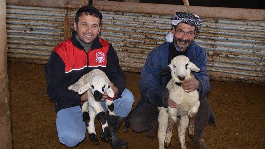 Muşlu besicilerin ahırlarında kuzu ve oğlak heyecanı! 600 bin yeni misafir için mesai başladı