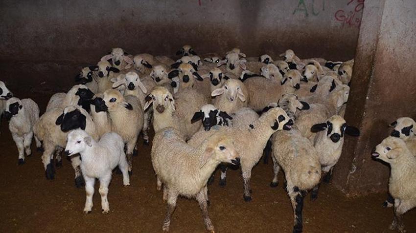 Muşlu besicilerin ahırlarında kuzu ve oğlak heyecanı! 600 bin yeni misafir için mesai başladı