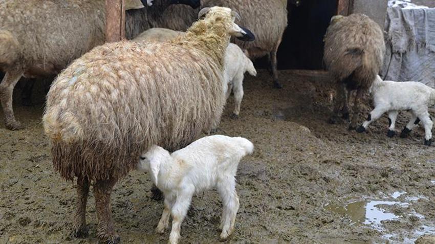 Muşlu besicilerin ahırlarında kuzu ve oğlak heyecanı! 600 bin yeni misafir için mesai başladı