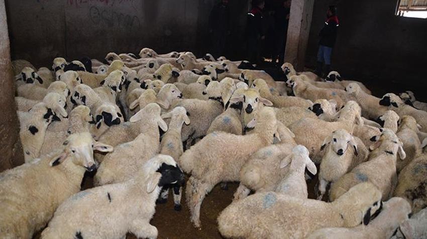 Muşlu besicilerin ahırlarında kuzu ve oğlak heyecanı! 600 bin yeni misafir için mesai başladı