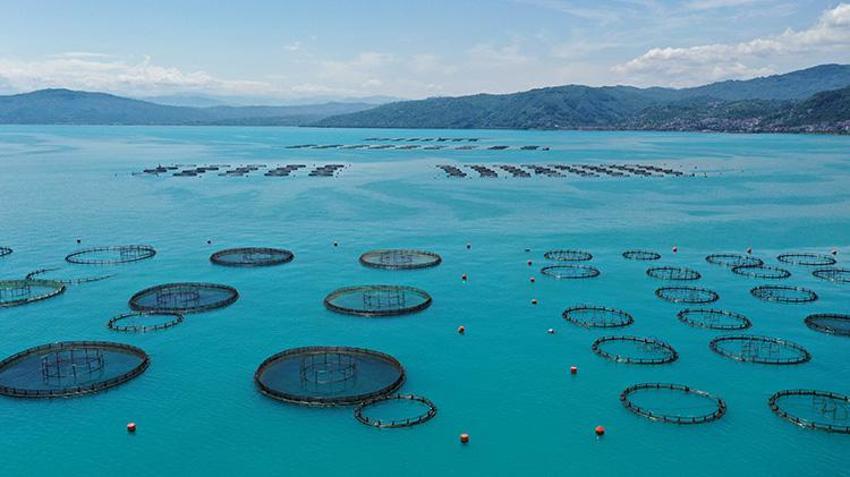 Ordu'da fındıktan sonra yeni kazanç kapısı oldu! Rusya, Japonya, İspanya sıraya girdi