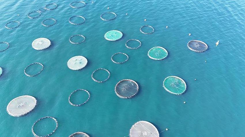 Ordu'da fındıktan sonra yeni kazanç kapısı oldu! Rusya, Japonya, İspanya sıraya girdi