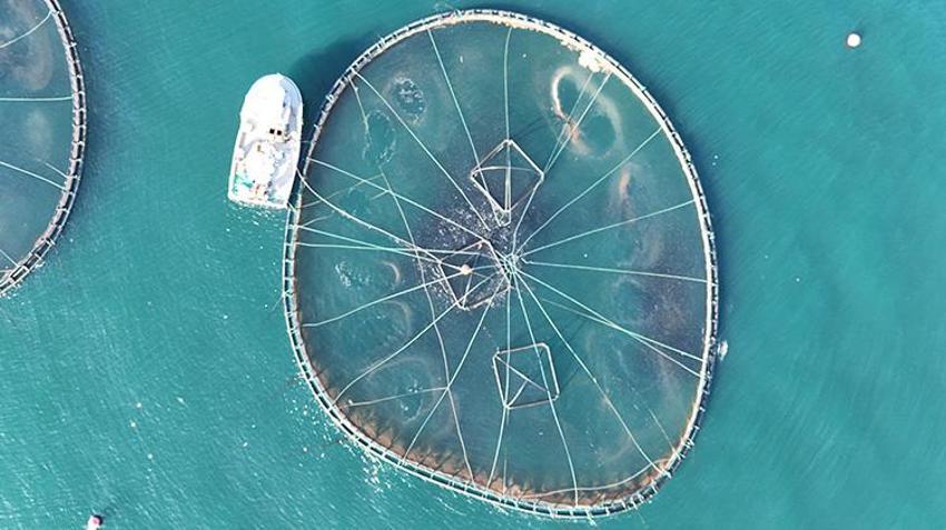 Ordu'da fındıktan sonra yeni kazanç kapısı oldu! Rusya, Japonya, İspanya sıraya girdi