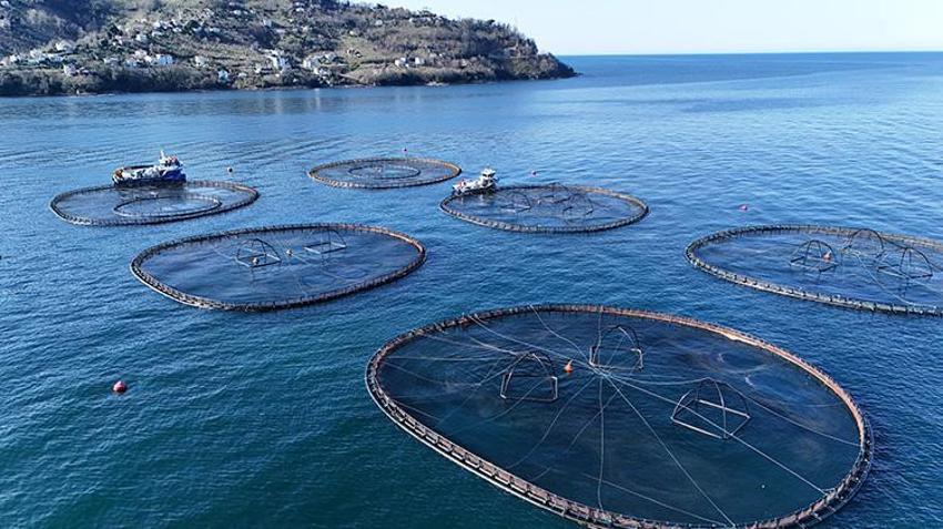 Ordu'da fındıktan sonra yeni kazanç kapısı oldu! Rusya, Japonya, İspanya sıraya girdi