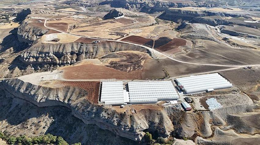 Adıyamanlı girişimci verimsiz araziye deneme amaçlı ekti! Kazancını 70 kat artırdı: Avrupa'ya ihracata başladı