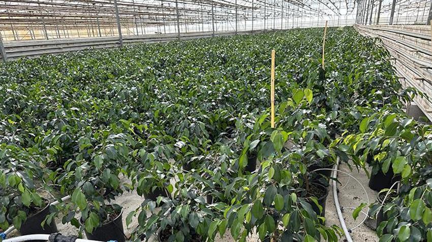 Adıyamanlı girişimci verimsiz araziye deneme amaçlı ekti! Kazancını 70 kat artırdı: Avrupa'ya ihracata başladı