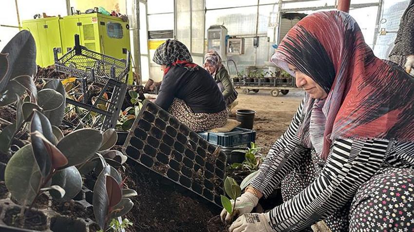 Adıyamanlı girişimci verimsiz araziye deneme amaçlı ekti! Kazancını 70 kat artırdı: Avrupa'ya ihracata başladı