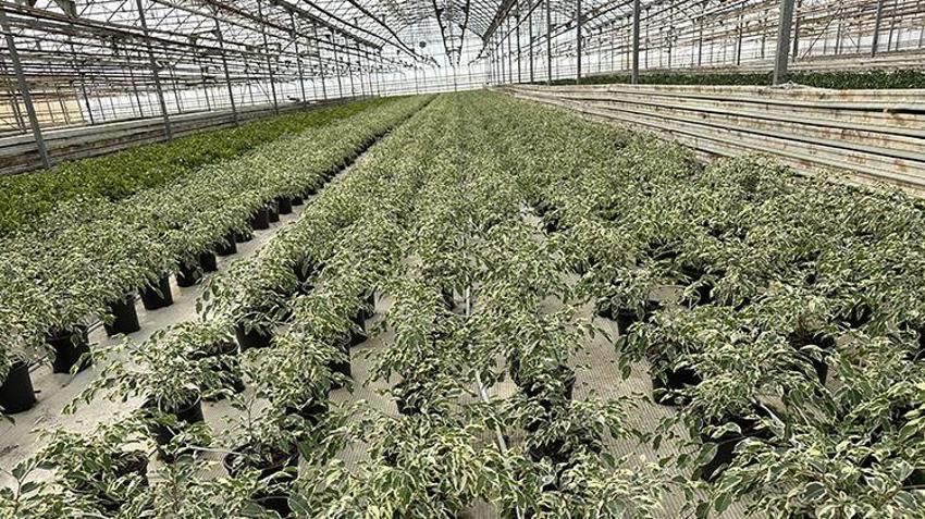 Adıyamanlı girişimci verimsiz araziye deneme amaçlı ekti! Kazancını 70 kat artırdı: Avrupa'ya ihracata başladı