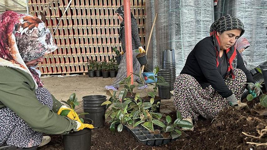 Adıyamanlı girişimci verimsiz araziye deneme amaçlı ekti! Kazancını 70 kat artırdı: Avrupa'ya ihracata başladı