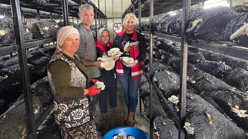 Samsun Çarşamba’da mantar hasadı etkinliği
