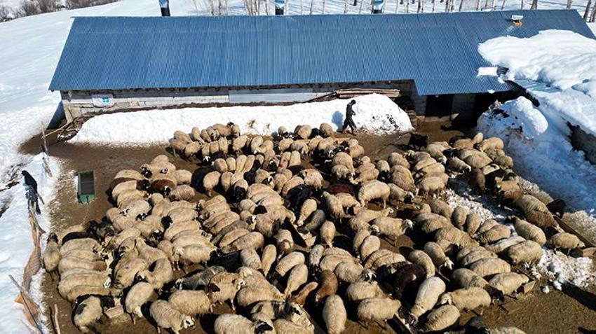 Ercişli vatandaş 'köye dönüş' projesinden faydalandı! Devletin verdiği 100 koyunu 7 katına çıkardı