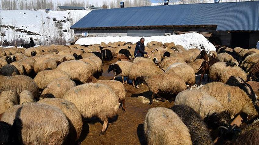 Ercişli vatandaş 'köye dönüş' projesinden faydalandı! Devletin verdiği 100 koyunu 7 katına çıkardı