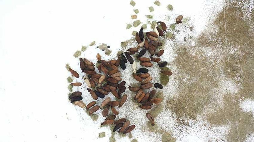 İzmir'de işletmeciliği bırakıp memleketine döndü, aldığı destekle hayatı değişti! 40 dönüm arazi ile servet sahibi oldu