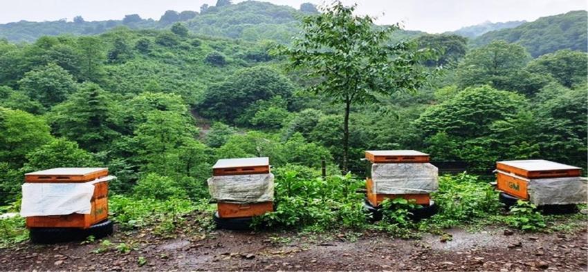 Samsun'da ormandan servet fışkırdı! 9 farklı bitki milyonlar dağıtıyor: Köylülerin yeni gelir kapısı oldu