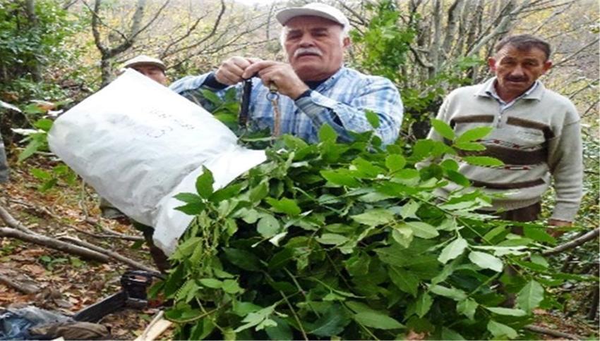 Samsun'da ormandan servet fışkırdı! 9 farklı bitki milyonlar dağıtıyor: Köylülerin yeni gelir kapısı oldu