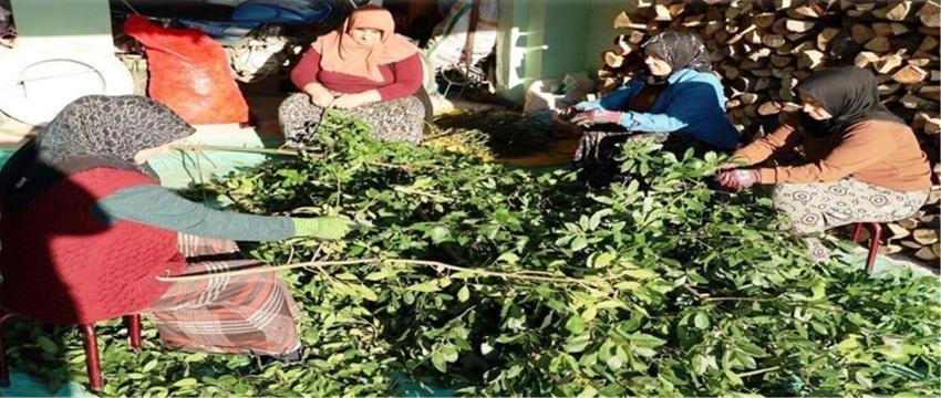 Samsun'da ormandan servet fışkırdı! 9 farklı bitki milyonlar dağıtıyor: Köylülerin yeni gelir kapısı oldu