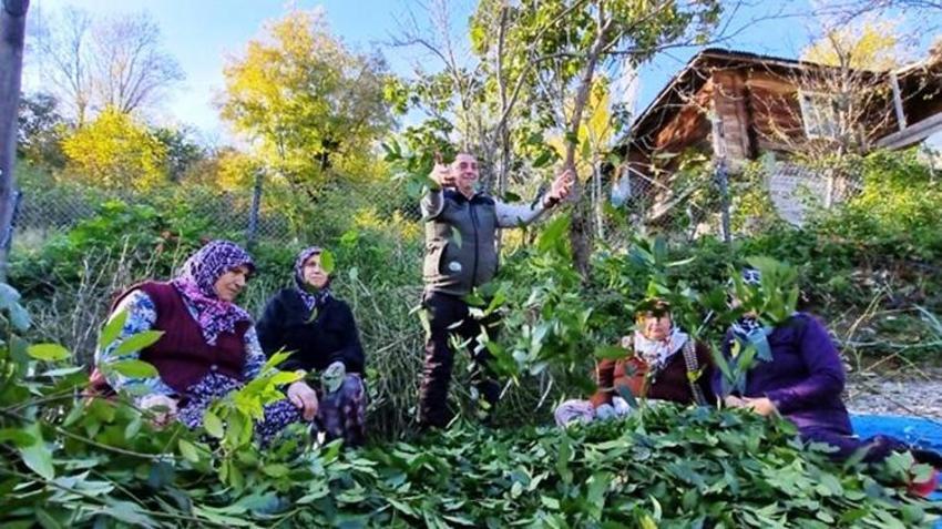 Samsun'da ormandan servet fışkırdı! 9 farklı bitki milyonlar dağıtıyor: Köylülerin yeni gelir kapısı oldu
