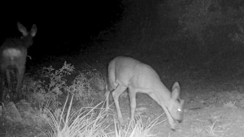 Nesli tükenme tehlikesi altında kırmızı listedeki ormanın hayaleti vaşak fotokapana takıldı