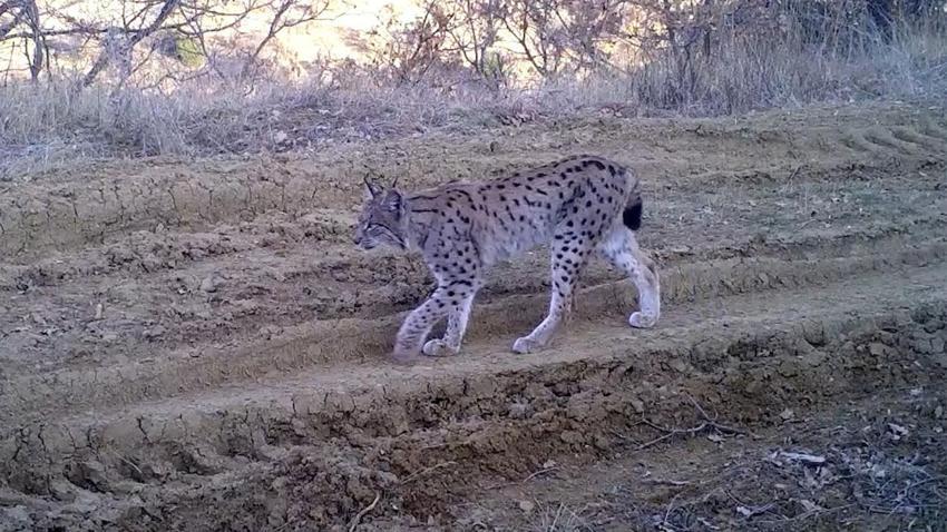 Nesli tükenme tehlikesi altında kırmızı listedeki ormanın hayaleti vaşak fotokapana takıldı