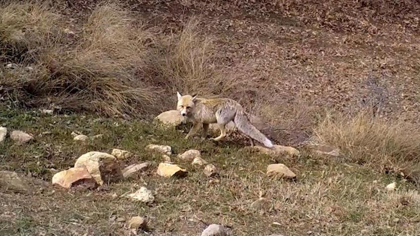 Nesli tükenme tehlikesi altında kırmızı listedeki ormanın hayaleti vaşak fotokapana takıldı