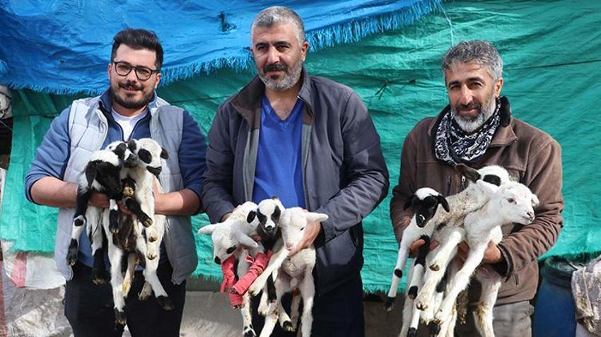Denizli'de bereketli koyun tek seferde rekor doğum yaptı! Kuzuları gören köylüler şaşkın