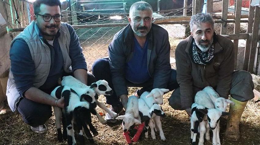 Denizli'de bereketli koyun tek seferde rekor doğum yaptı! Kuzuları gören köylüler şaşkın