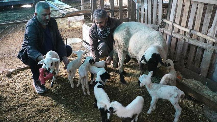 Denizli'de bereketli koyun tek seferde rekor doğum yaptı! Kuzuları gören köylüler şaşkın