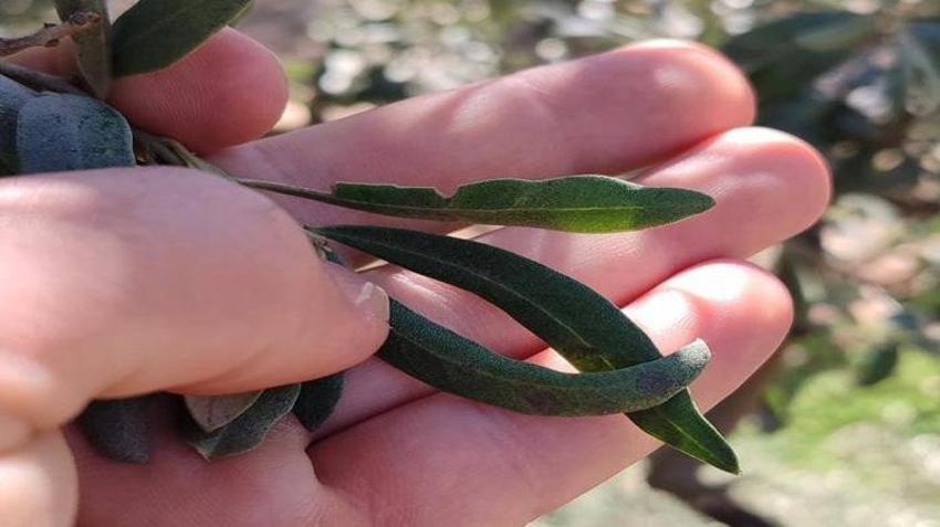 Zeytin üreticileri için kritik uyarı! Sakın geç kalmayın