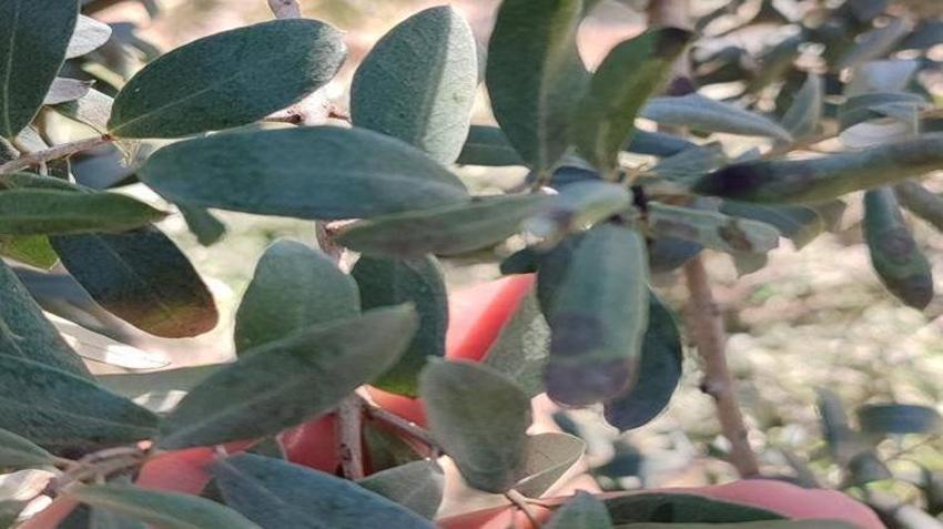 Zeytin üreticileri için kritik uyarı! Sakın geç kalmayın