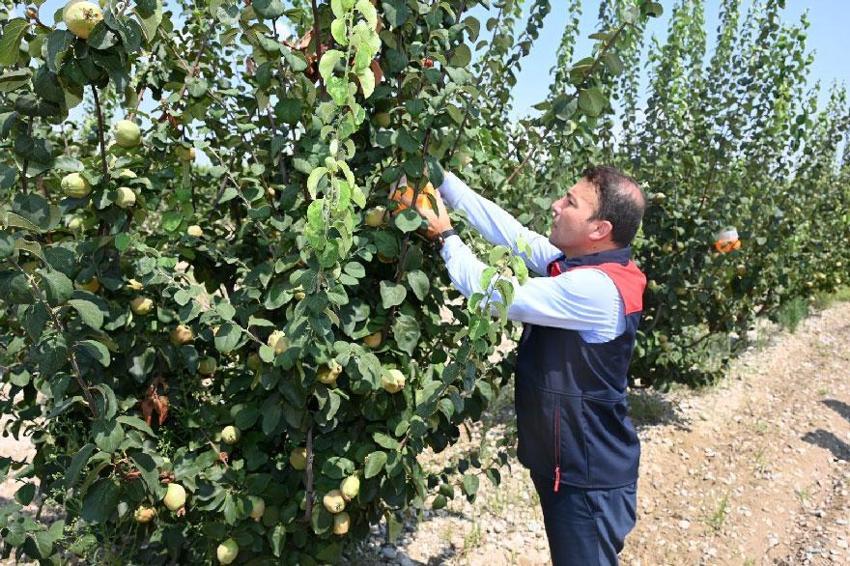 Denizli’nin 2025 bitkisel üretim tablosu yüz güldürdü: 1 milyar 158 milyon 132 bin TL rekor destek sağlandı